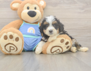 5 week old Mini Bernedoodle Puppy For Sale - Florida Fur Babies