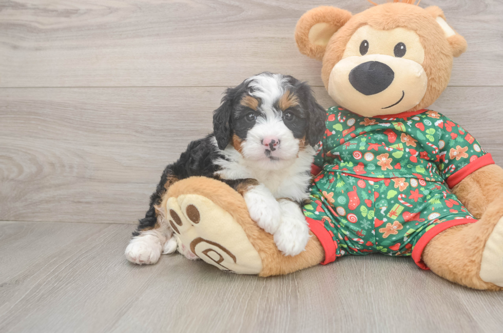 5 week old Mini Bernedoodle Puppy For Sale - Florida Fur Babies