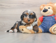 5 week old Mini Bernedoodle Puppy For Sale - Florida Fur Babies