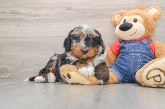 Petite Mini Bernedoodle Poodle Mix Pup
