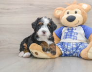 6 week old Mini Bernedoodle Puppy For Sale - Florida Fur Babies