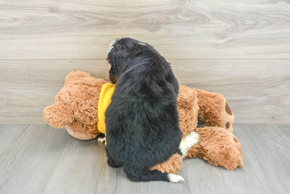 Little Mini Bernesepoo Poodle Mix Puppy