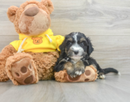 9 week old Mini Bernedoodle Puppy For Sale - Florida Fur Babies