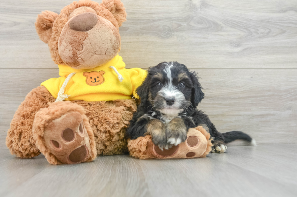 8 week old Mini Bernedoodle Puppy For Sale - Florida Fur Babies