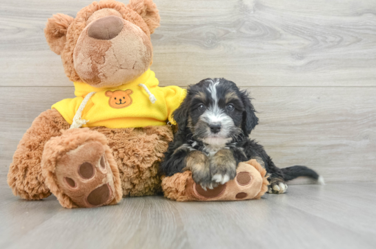 Sweet Mini Bernedoodle Baby