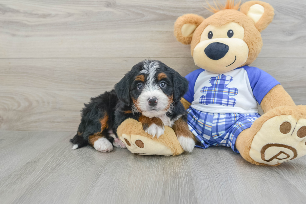 Mini Bernedoodle Pup Being Cute