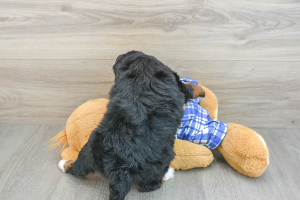 Petite Mini Bernedoodle Poodle Mix Pup