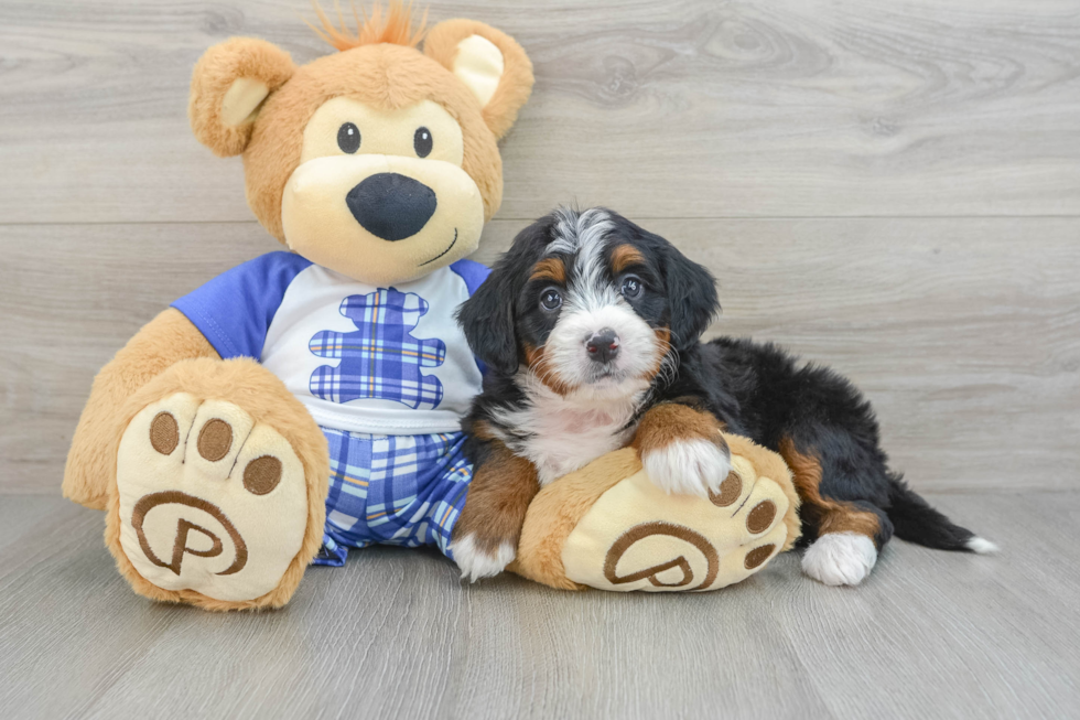 Mini Bernedoodle Pup Being Cute