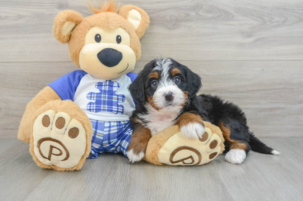 6 week old Mini Bernedoodle Puppy For Sale - Florida Fur Babies