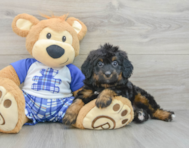 7 week old Mini Bernedoodle Puppy For Sale - Florida Fur Babies