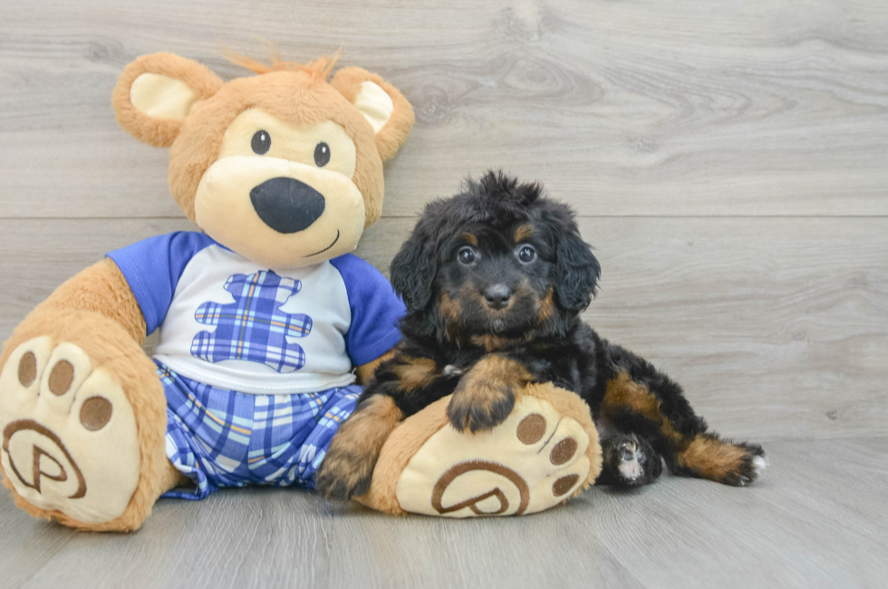 6 week old Mini Bernedoodle Puppy For Sale - Florida Fur Babies