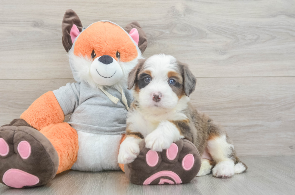 5 week old Mini Bernedoodle Puppy For Sale - Florida Fur Babies