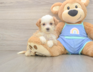 6 week old Mini Bernedoodle Puppy For Sale - Florida Fur Babies