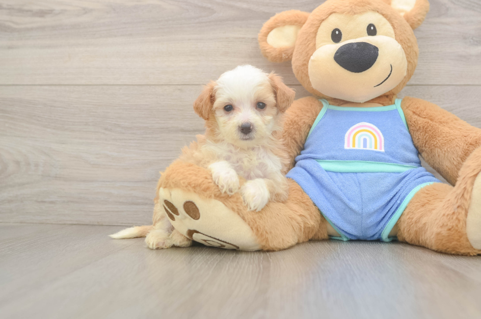 6 week old Mini Bernedoodle Puppy For Sale - Florida Fur Babies