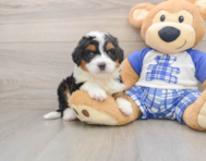 6 week old Mini Bernedoodle Puppy For Sale - Florida Fur Babies