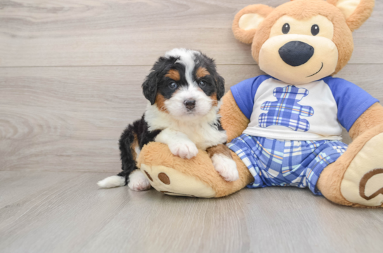 Best Mini Bernedoodle Baby