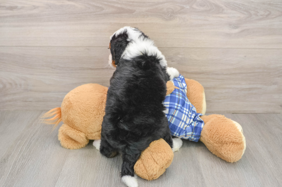 Little Mini Bernesepoo Poodle Mix Puppy