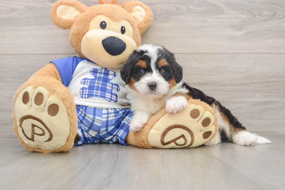 Little Mini Bernesedoodle Poodle Mix Puppy