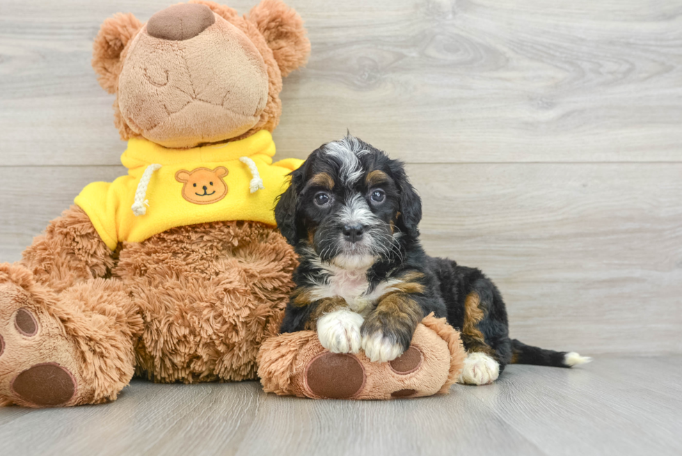 Mini Bernedoodle Puppy for Adoption