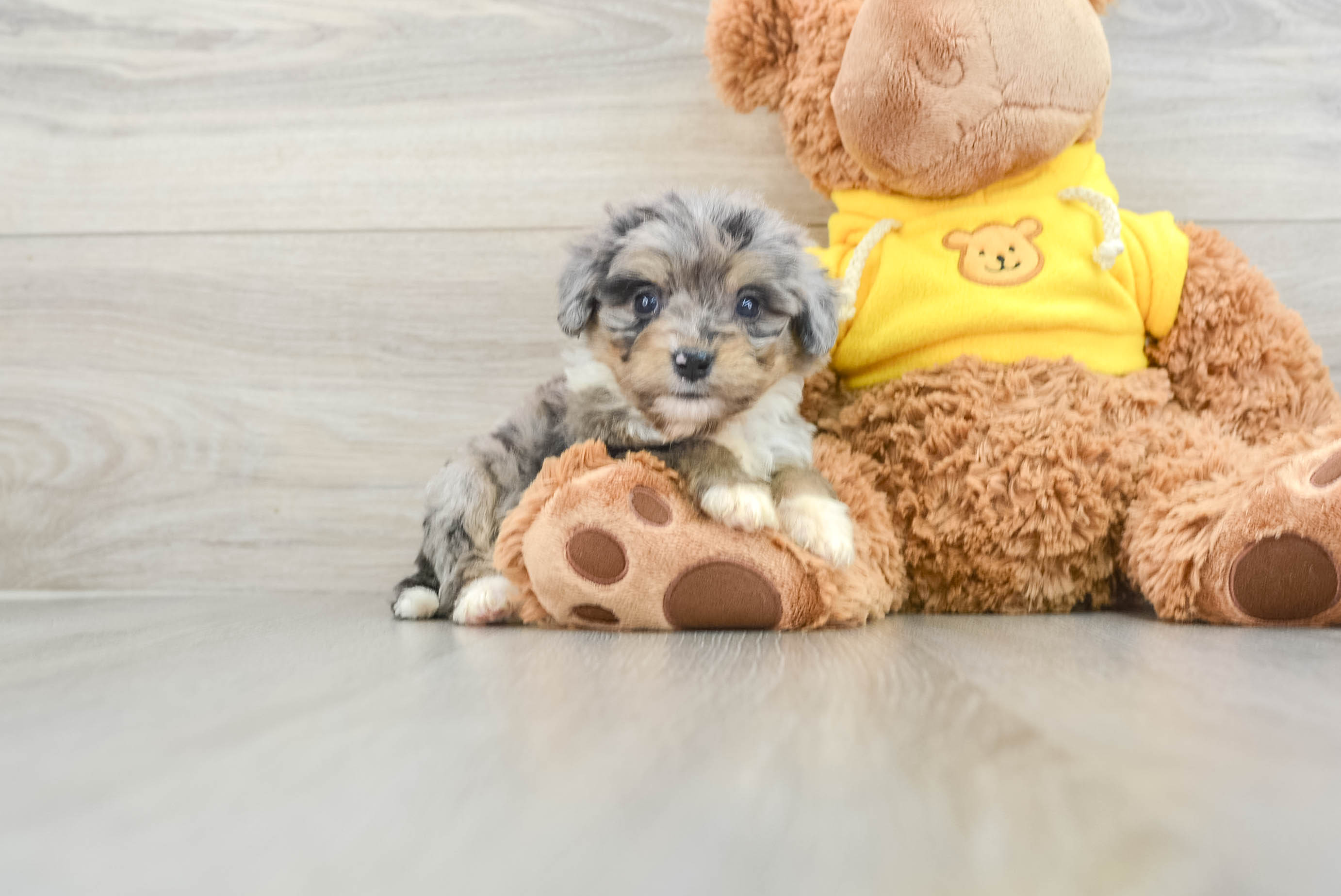 Friendly Mini Bernedoodle Baby