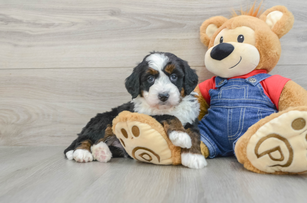 5 week old Mini Bernedoodle Puppy For Sale - Florida Fur Babies