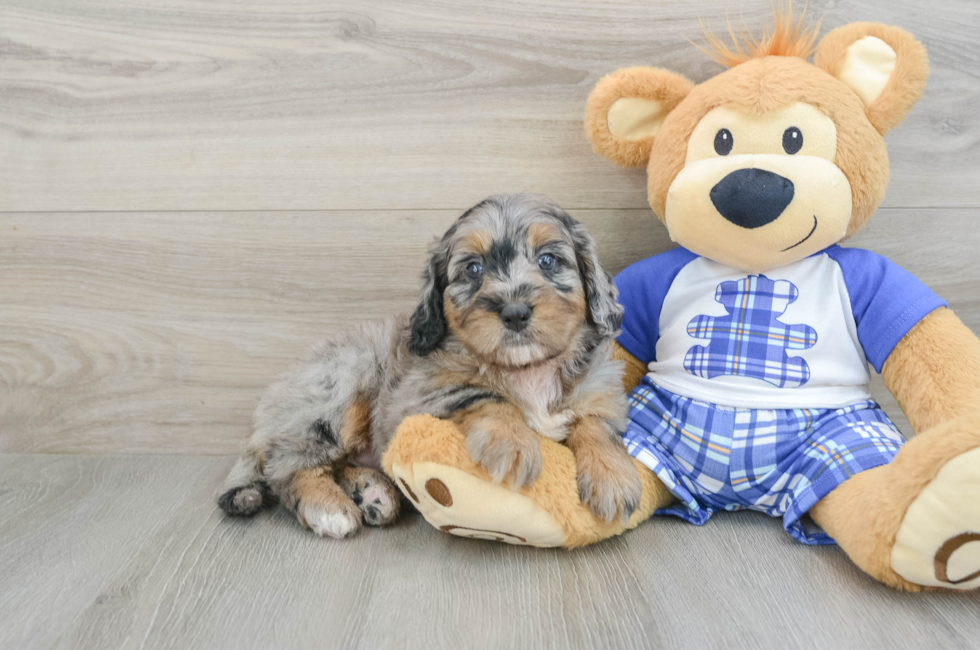 6 week old Mini Bernedoodle Puppy For Sale - Florida Fur Babies