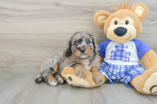 Mini Bernedoodle Puppy for Adoption