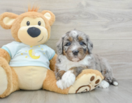 7 week old Mini Bernedoodle Puppy For Sale - Florida Fur Babies