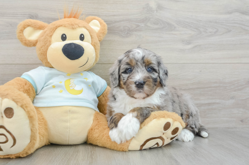 6 week old Mini Bernedoodle Puppy For Sale - Florida Fur Babies