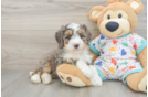 Smart Mini Bernedoodle Poodle Mix Pup
