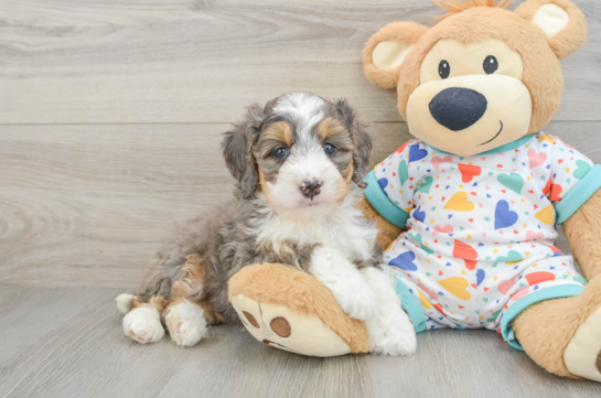 Smart Mini Bernedoodle Poodle Mix Pup
