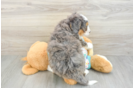 Mini Bernedoodle Pup Being Cute