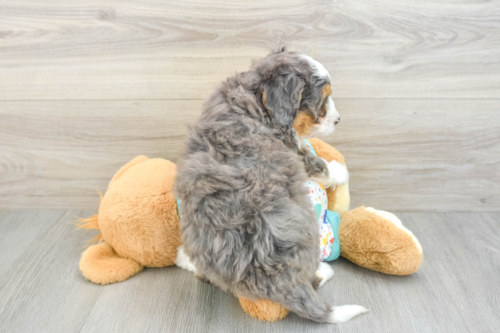 Mini Bernedoodle Pup Being Cute