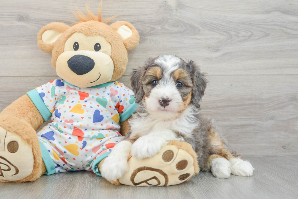 Mini Bernedoodle Puppy for Adoption