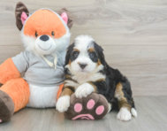 7 week old Mini Bernedoodle Puppy For Sale - Florida Fur Babies