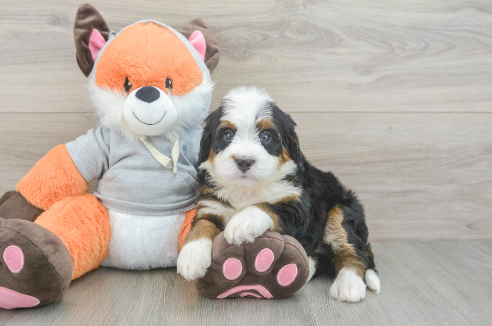 5 week old Mini Bernedoodle Puppy For Sale - Florida Fur Babies