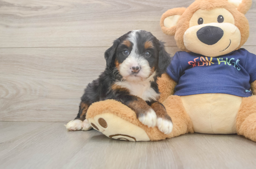 5 week old Mini Bernedoodle Puppy For Sale - Florida Fur Babies