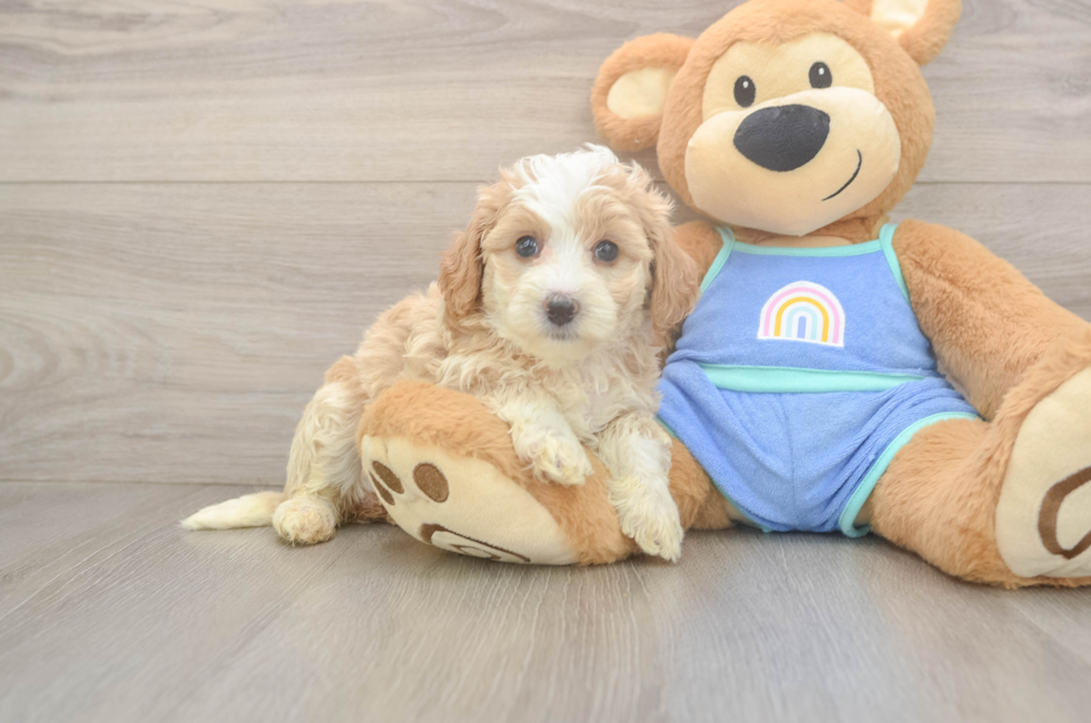 6 week old Mini Bernedoodle Puppy For Sale - Florida Fur Babies