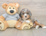 7 week old Mini Bernedoodle Puppy For Sale - Florida Fur Babies