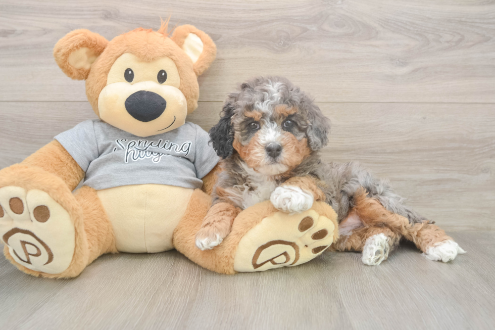 Mini Bernedoodle Puppy for Adoption