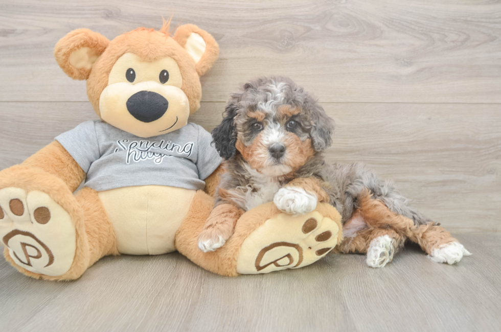 5 week old Mini Bernedoodle Puppy For Sale - Florida Fur Babies