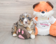 7 week old Mini Bernedoodle Puppy For Sale - Florida Fur Babies