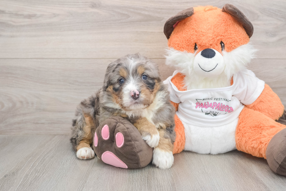 Mini Bernedoodle Pup Being Cute