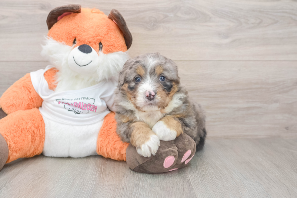 Funny Mini Bernedoodle Poodle Mix Pup