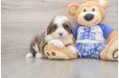 Mini Bernedoodle Puppy for Adoption