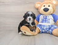 7 week old Mini Bernedoodle Puppy For Sale - Florida Fur Babies