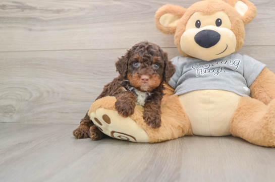 Mini Bernedoodle Pup Being Cute