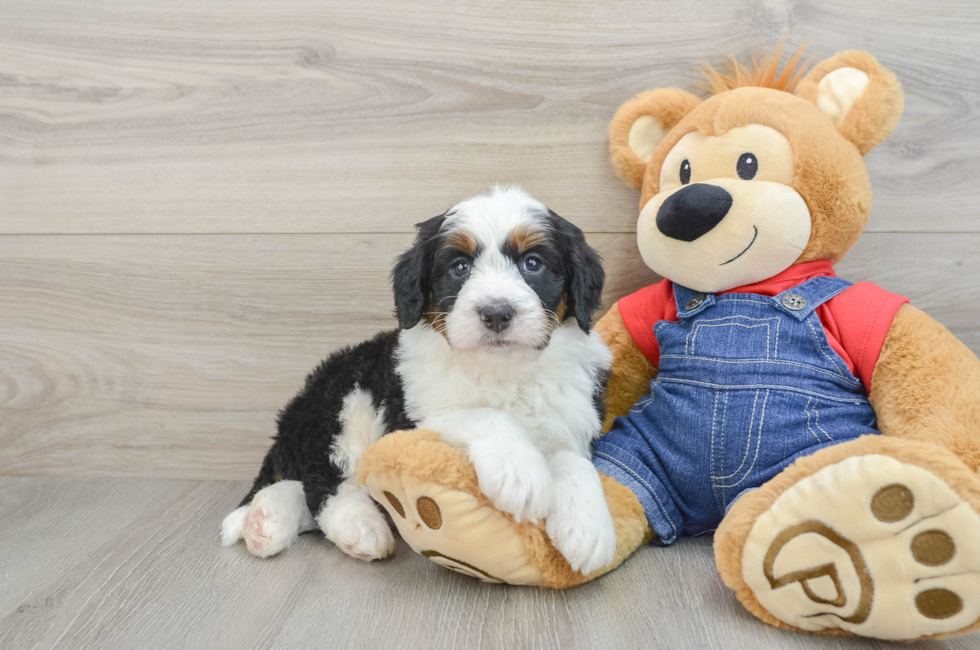 5 week old Mini Bernedoodle Puppy For Sale - Florida Fur Babies