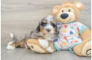 Mini Bernedoodle Puppy for Adoption