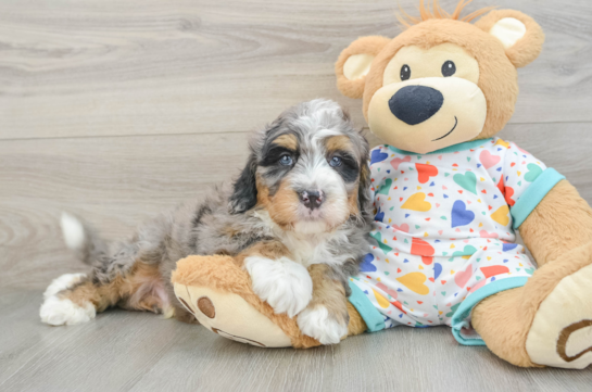 Mini Bernedoodle Puppy for Adoption